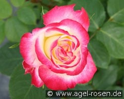 Double Delight kaufen, clicken für mehr Details Double Delight