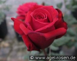 Duftfestival kaufen, clicken für mehr Details Duftfestival