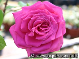 Duftrausch kaufen, clicken für mehr Details Duftrausch