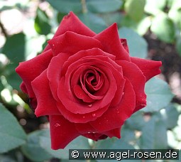 Duftzauber 84 kaufen, clicken für mehr Details Duftzauber 84