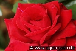 Edith Piaf kaufen, clicken für mehr Details Edith Piaf