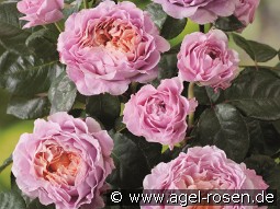 Eisvogel kaufen, clicken für mehr Details Eisvogel