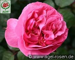 Elbflorenz kaufen, clicken für mehr Details Elbflorenz