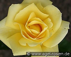 Eldorado kaufen, clicken für mehr Details Eldorado