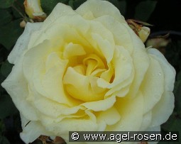 Elina syn Peaudouce kaufen, clicken für mehr Details Elina syn Peaudouce