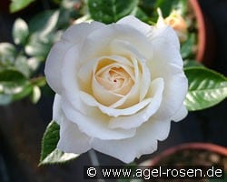 Elvis kaufen, clicken für mehr Details Elvis