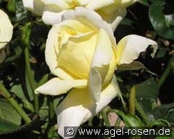 Epidor kaufen, clicken für mehr Details Epidor