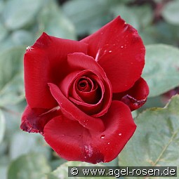 Erotika kaufen, clicken für mehr Details Erotika