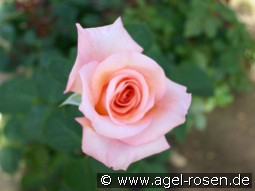 Exotic syn. Warm Wishes kaufen, clicken für mehr Details Exotic syn. Warm Wishes