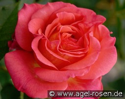 Fabulous kaufen, clicken für mehr Details Fabulous