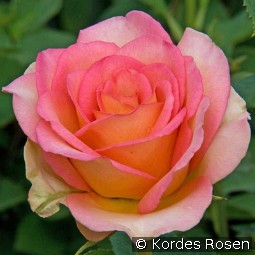 Fantasia Mondiale kaufen, clicken für mehr Details Fantasia Mondiale