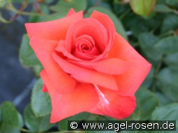 Feuerzauber kaufen, clicken für mehr Details Feuerzauber