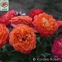 Feurio kaufen, clicken für mehr Details Feurio