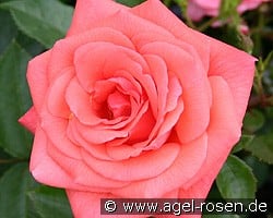 Focus kaufen, clicken für mehr Details Focus