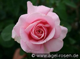 Frederic Mistral kaufen, clicken für mehr Details Frederic Mistral