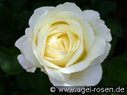 Frederyk Chopin kaufen, clicken für mehr Details Frederyk Chopin