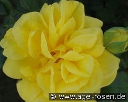 Gina Lollobrigida kaufen, clicken für mehr Details Gina Lollobrigida