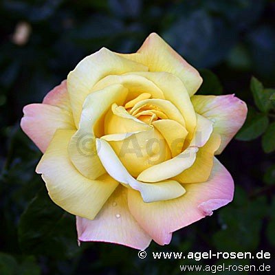 Rose ‘Gloria Dei‘ (2-Liter Topf)