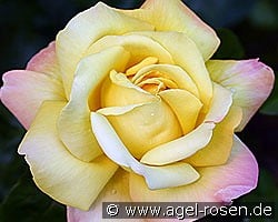 Gloria Dei kaufen, clicken für mehr Details Gloria Dei