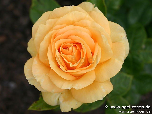 Rose ‘Golden Lady‘ (3-Liter Topf)