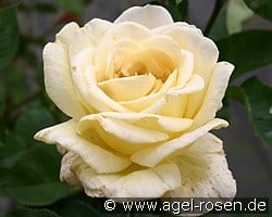 Golden Silk kaufen, clicken für mehr Details Golden Silk