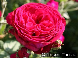 Gospel kaufen, clicken für mehr Details Gospel