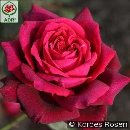 Gräfin Diana kaufen, clicken für mehr Details Gräfin Diana