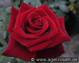 Graf Lennart kaufen, clicken für mehr Details Graf Lennart