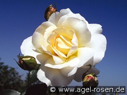 Grand Nord kaufen, clicken für mehr Details Grand Nord