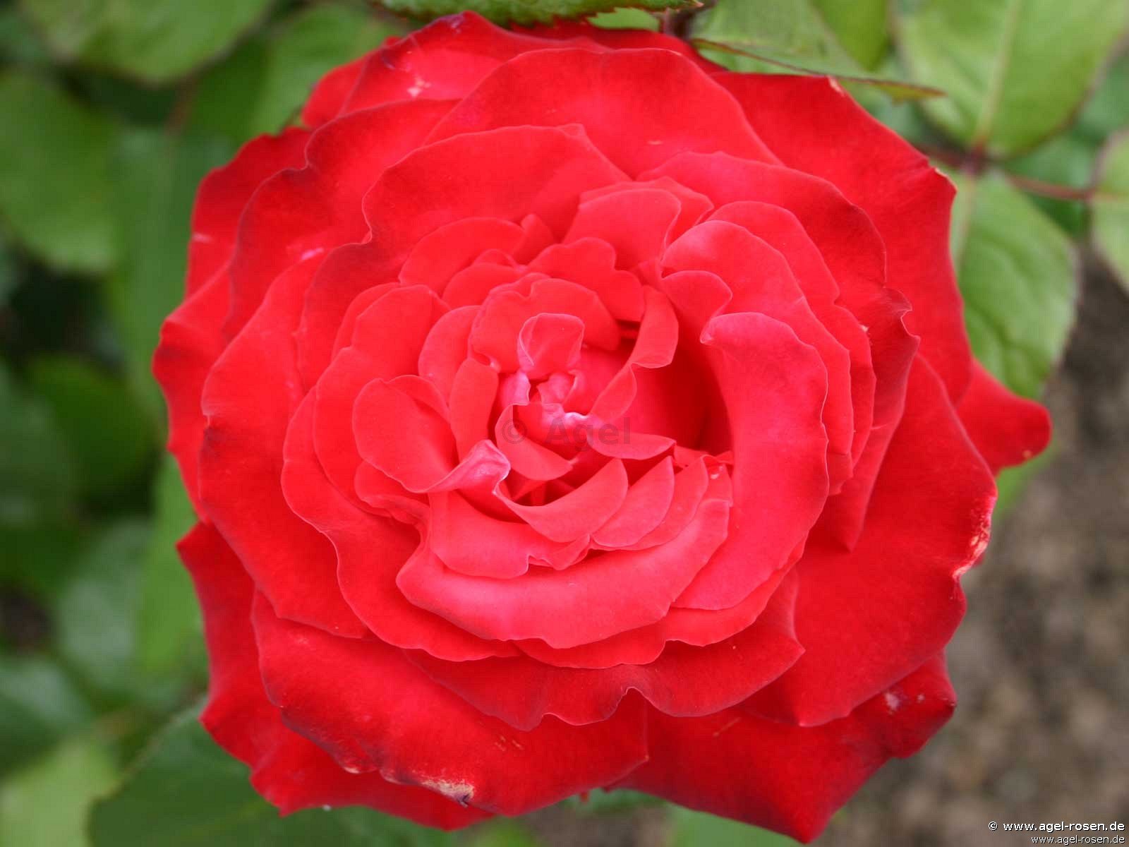 ADR-Rose ‘Grande Amore‘ (3-Liter Topf)