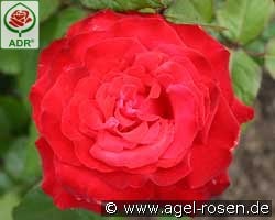 Grande Amore kaufen, clicken für mehr Details Grande Amore