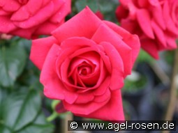 Grande Classe kaufen, clicken für mehr Details Grande Classe