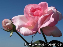 Great Century - Grand Siècle kaufen, clicken für mehr Details Great Century - Grand Siècle