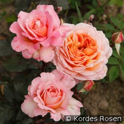 Großherzogin Luise kaufen, clicken für mehr Details Großherzogin Luise