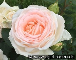 Gruaud Larose kaufen, clicken für mehr Details Gruaud Larose