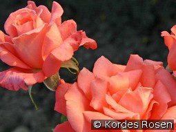 Hamburger Deern kaufen, clicken für mehr Details Hamburger Deern