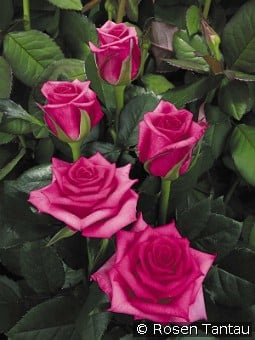 Hanseat kaufen, clicken für mehr Details Hanseat