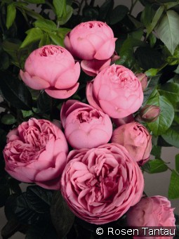 Happy Piano kaufen, clicken für mehr Details Happy Piano