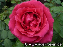 Harald Wohlfahrt kaufen, clicken für mehr Details Harald Wohlfahrt