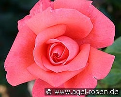 Harmonie kaufen, clicken für mehr Details Harmonie