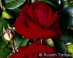 Helmut Kohl Rose kaufen, clicken für mehr Details Helmut Kohl Rose