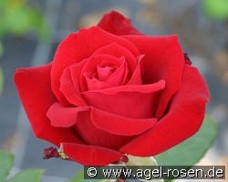 Herz Ass kaufen, clicken für mehr Details Herz Ass