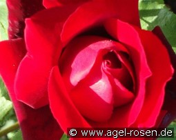 Hidalgo syn Michel Hidalgo kaufen, clicken für mehr Details Hidalgo syn Michel Hidalgo