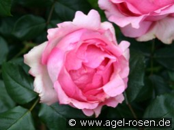 History kaufen, clicken für mehr Details History