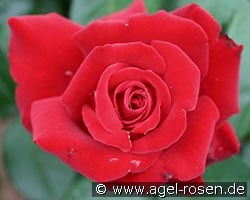 Ingrid Bergman kaufen, clicken für mehr Details Ingrid Bergman