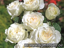 Irina kaufen, clicken für mehr Details Irina