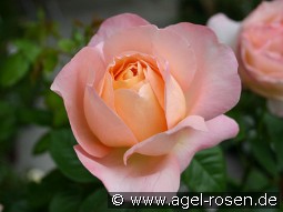 Isabelle Autissier kaufen, clicken für mehr Details Isabelle Autissier