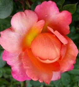 Jazz Festival kaufen, clicken für mehr Details Jazz Festival