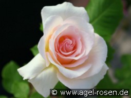 Johann Strauß kaufen, clicken für mehr Details Johann Strauß