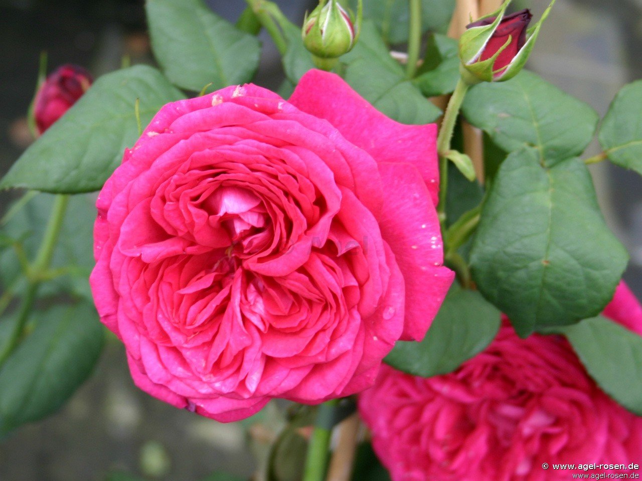 Rose ‘Johann Wolfgang von Goethe Rose‘ (3-Liter Topf)